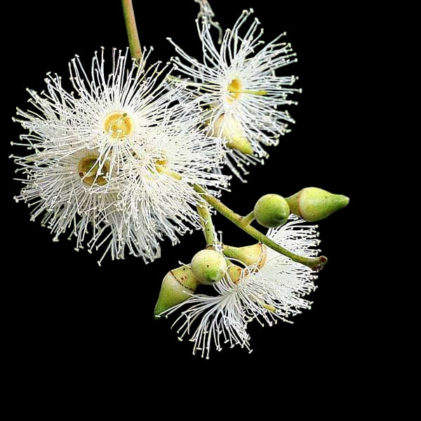 Eucalyptus 