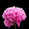 Peony