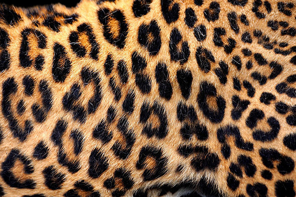 Animal notes,