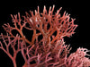 Red Algae
