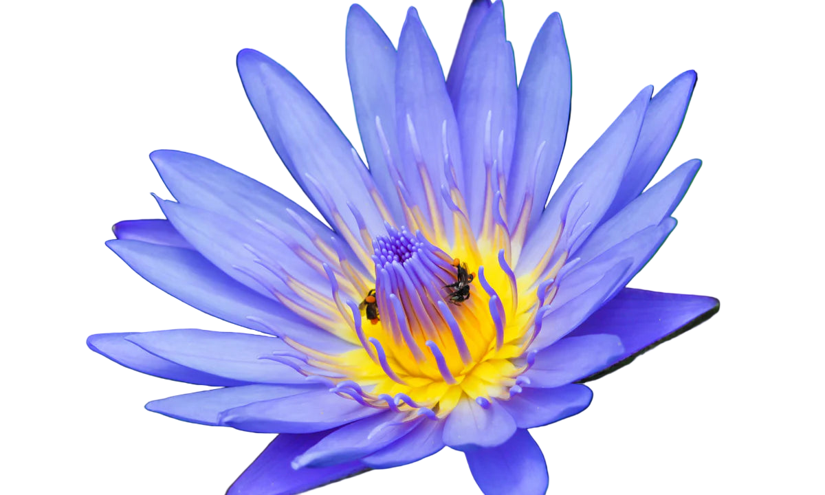 Blue Lotus