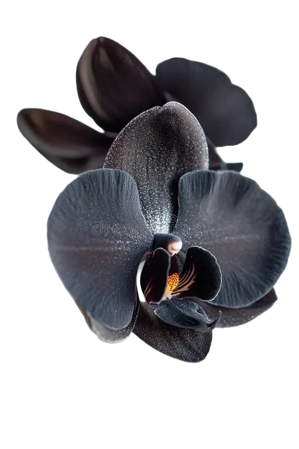 Black Orchid