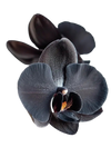 Black Orchid