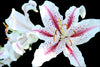 lily