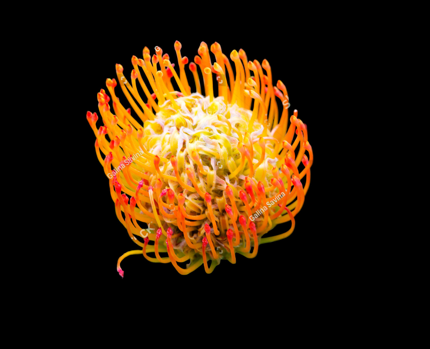  African Orange Flower