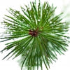 Pine needles