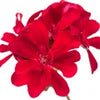 Egyptian Pelargonium