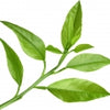 Citrus Leaf
