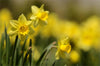 Narcissus