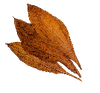التبغ