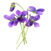 violet