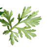  Wormwood